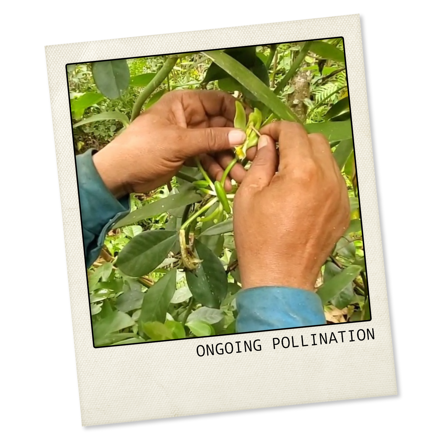 Man's hands holding a vanilla flower showing the ongoing pollination.