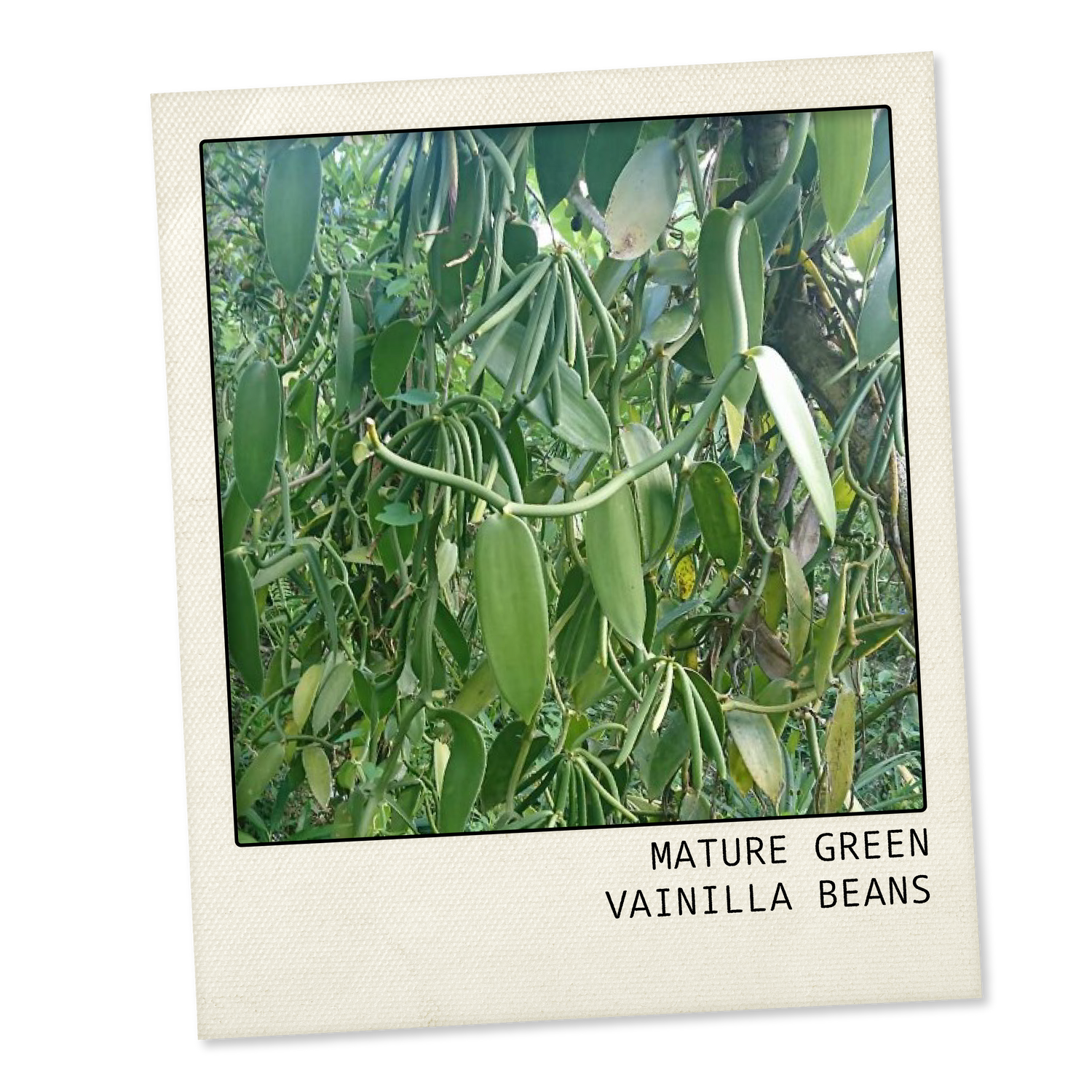 Mature green vanilla bean in the Comoros Islands.