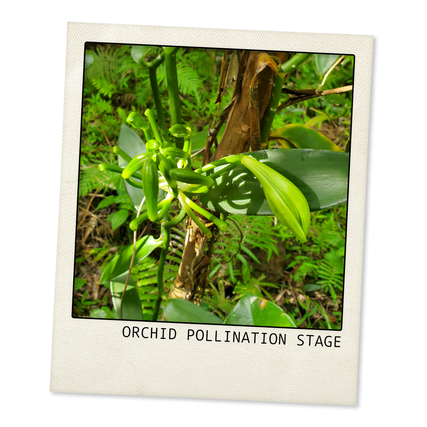 photo of a vanilla orchid in the pollination stage in the Comoros Islands